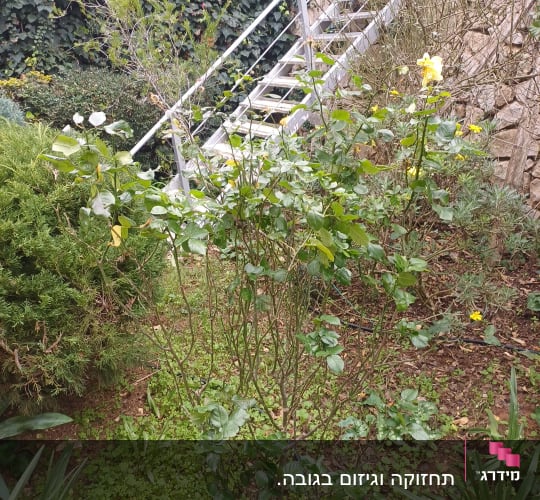 שיחים ופרחים בגינה ליד מדרגות
